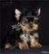 Yorkshire terrier toys