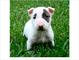 Bull terrier cachorros busca un casa