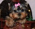 Regalo Hombres y mujeres Yorkie cachorros disponibles - Foto 1