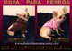 Ropa para perros, moda canina de primavera verano, ropa perros