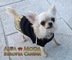 Accesorios caninos, articulos para perros, moda canina - Foto 1
