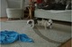 Bellisimos cacochorros de bulldog ingles