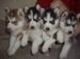 Cachorros Siberian Husky respetuosas y adorable como regalo - Foto 1