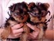 Gorgeous masculino y femenino cachorros teacup yorkie para s