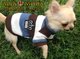 Jerseys de entretiempo para perros, moda canina - Foto 1