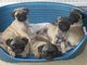 Lindos pug carlino para adopcion - Foto 1