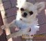 Moda Canina de Primavera, Ropa para Perros - Foto 1