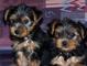 Pequeños cachorros de yorkshire terrier