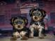 2 amar yorkie cachorros para un nuevo hogar - Foto 1