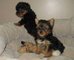 Adorables yorkshire terrier cachorros en adopción