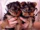 Akc registro yorkshire terrier cachorros en adopción