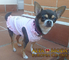 Blog de Perros. Moda Canina y blog Ropa Perros - Foto 1
