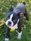 Buenos compañeros de Boston Terrier para su hogar - Foto 1
