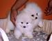 Cachorro pomerania blanco para adopción