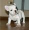 Cachorros bulldog frances super precio