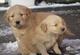 Cachorros de golden retriever