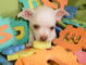 Chihuahua listo para un hogar de cuidado - Foto 1