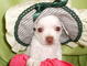 Chihuahua listo para un hogar de cuidado - Foto 2