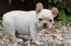 Dispongo BULLDOG FRANCES en adopcion - Foto 1