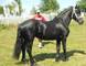 Friesian mare adorable en busca de un hogar