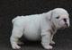 Mavellous Puppies Bulldog Inglés - Foto 1