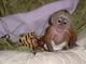 Mono capuchino encantador y amable