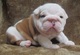 Regalo pura raza cachorros bulldog ingles