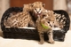 Serval, sabana, guepardo, el leopardo, el ocelote y gatitos carra