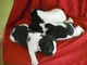 Vendo 3 cachorros machos de bull dog frances con pedigree