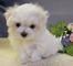 Vendo bichon maltes,