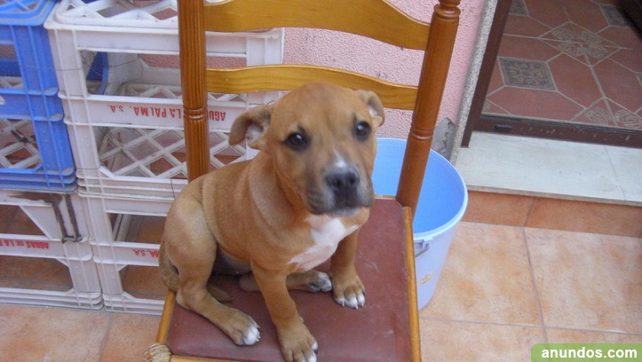nombre de la marca Rama Oferta de trabajo Regalo cachorro pitbull en fuerteventura - Puerto del Rosario