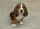 Adorable basset hound