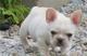 BUlldog Frances Disponibles - Foto 1