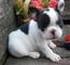 Cachorro bulldog frances Con microchip - Foto 1