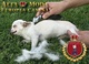 Control de Muda Perros Pequeños, Furminator - Foto 1