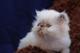 Imprecionante gatitos persa linea wild-seduction - Foto 1
