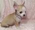 Lindos cachorros de pura raza chihuahua disponibles ahora - Foto 1