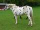 Los caballos pura sangre appaloosa vent