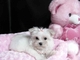 Regalo bichon maltes mini toy (hembra y macho) gratis - Foto 1