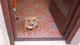 Regalo cachorro pitbull en fuerteventura - Foto 1