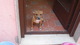 Regalo cachorro pitbull en fuerteventura - Foto 2