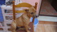 Regalo cachorro pitbull en fuerteventura - Foto 4