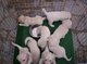 Regalo magnifico cachorros golden retriever para su adopcion libr