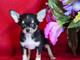 Saludables Chihuahua cachorros de pura raza disponibles ahora - Foto 1