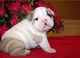 Adorable cachorros bulldog ingles para la adopción - Foto 1