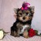 Adorable Yorkie cachorros macho y hembra para adoption - Foto 1