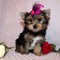 Adorable yorkie cachorros macho y hembra para adoption