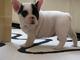 Bulldog frances blancos manchas negras