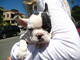 Cachorro Bulldog Frances Preciosos ejemplares - Foto 1