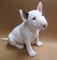 El cachorro de bullterrier de cachorro encantador para usted ya